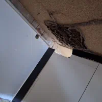 شرکت سم پاشی و موریانه زدایی (آسایش) با مجوز رسمی|خدمات نظافت|پلدختر, |دیوار