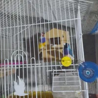 کبوتر فنچ|پرنده|زابل, |دیوار