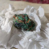 شجر|کلکسیون و سرگرمی|طرقبه, |دیوار