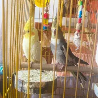 عروس هلندی طوطی بریزیلی