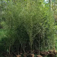 تولید و فروش مستقیم خیزران با بهترین کیفیت|گل و گیاه طبیعی|رشت, لاکان شهر|دیوار