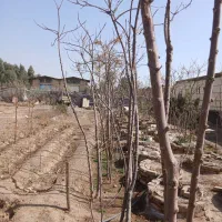 نهال زیتون تلخ