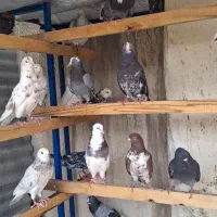 کفتر پرشی
