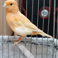 قناری ماده
