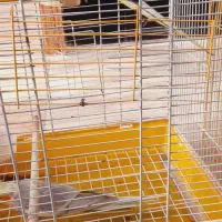 طوطی عروس|پرنده|شفت, |دیوار