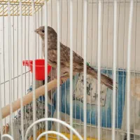 قناری ماده آماده سیلور جوان