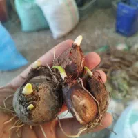 پیاز گل نرگس