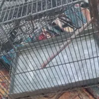 قفس سهره|لوازم جانبی حیوانات|قرچک, میرزائی جنوبی|دیوار