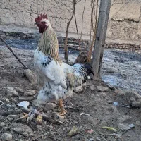 خروس خونگی|حیوانات مزرعه|حمیدیا, |دیوار