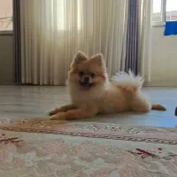 سگ پامرانین ماده