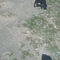 بره شیری|حیوانات مزرعه|جوکار, |دیوار