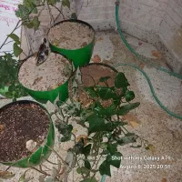 گل اپارتمانی|گل و گیاه طبیعی|اصفهان, بیدآباد|دیوار