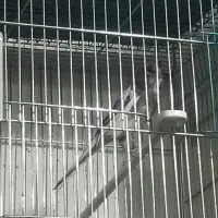 قناری سوپر|پرنده|شیراز, شهرک بهار|دیوار