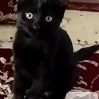 واگذاری رایگان بچه گربه|گربه|مشهد, شهید شهریاری|دیوار