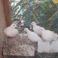 کبوتر خانگی