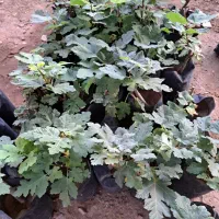 فروش نهال انجیر صدویک(خوداستهبان)