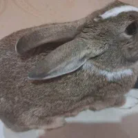 خرگوش با مزه