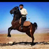 مادیان درجه یک با سواری عالی به شرط کره دهی