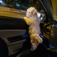 سگ شیتزو|سگ|شهر بابک, |دیوار