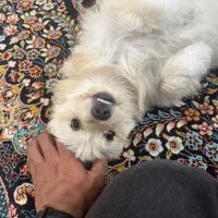 سگ خانگی|سگ|ایلام, |دیوار