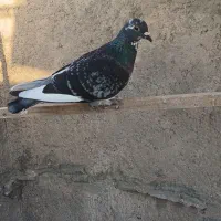 ماده پلاکی
