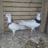 طوقی  دارم معاوضه میکنم
