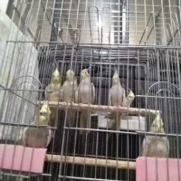 عروس هلندی‌معاوضه‌باسهره‌‌باقناری‌