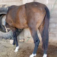 اسب نریان سه ساله