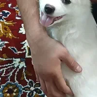 سگ اپارتمانی