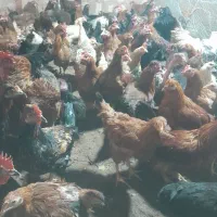 مرغ و خروس و جوجه ۲ ماهه|حیوانات مزرعه|یزد, |دیوار