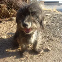 واگذاری شیتزو|سگ|قم, سراجه (۱۵ خرداد)|دیوار