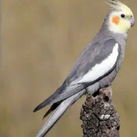 عروس هلندی پیدا شده