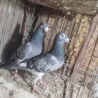 کفتر مسافتی