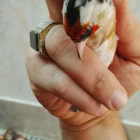 سهره نر 4 گله سینه طلایی جوجه سهره یاسمین