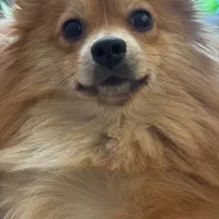 سگ پامرانین|سگ|تهران, جوادیه|دیوار