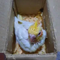 جوجه عروس هلندی