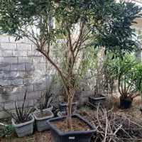 درخت پرتغال لاوسن سیکاس فتونیا بفروش میرسد