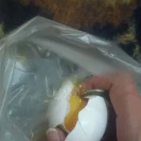 رفع نظر انجام میشود)سرکتاب انجام میشود