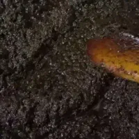 سبزی سرخ شده با فرمول انحصاری و باقالی پاک شده