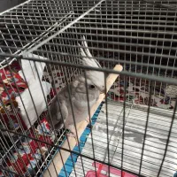 فروش عروس هلندی نژاد وایت فیس|پرنده|قهستان, |دیوار