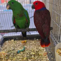 فنچ کینگ نرگسی بنگالی|پرنده|اهواز, کوی جانبازان(دانش)|دیوار