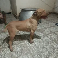 سگ پیتبول|سگ|رباطکریم, رباطکریم|دیوار