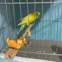 مرغ عشق نر فروشی