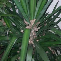 تعدادی گیاه یوگا و بابا آدم