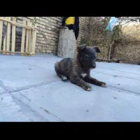 ۴توله سگ ژرمن شپرد به فروش میرسد|سگ|تربت‌حیدریه, میدان مرکزی|دیوار