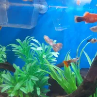 ماهی گیاهخوار وبچه ماهی|ماهی|کرج, شاهین‌ویلا|دیوار