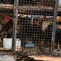 خروس سیاه دفع بلا مرغ سفید جهت قربونی|حیوانات مزرعه|رودهن, |دیوار