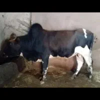 ورزا آرام خوش خوراک خوش جنس|حیوانات مزرعه|سنگر, |دیوار