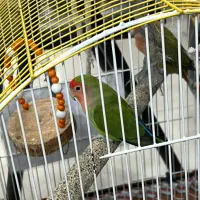 یک جفت طوطی برزیلی نرو ماده تخم گذاربا تمام وسایل