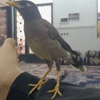 مینا نیمه آشتی جوان|پرنده|بندرعباس, |دیوار
